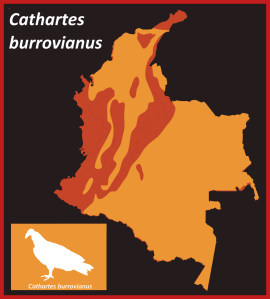 CathartesBurrovianus_Map