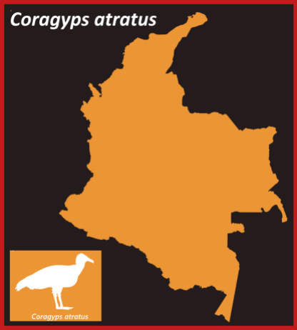 CoragypsAtratus_Map